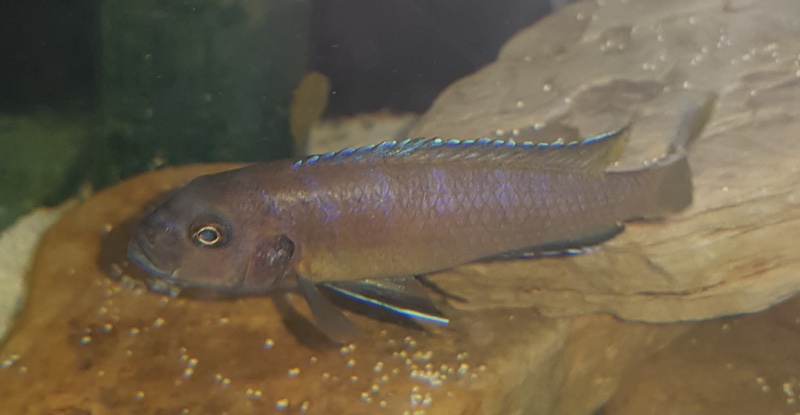 Cynotilapia sp. 'elongatus mbenji blue' Mbenji Island